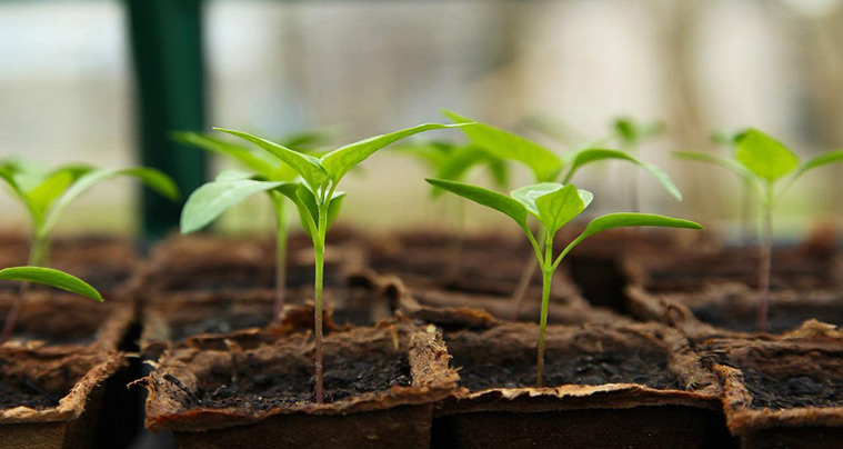 Kwizda bio vegyszerek