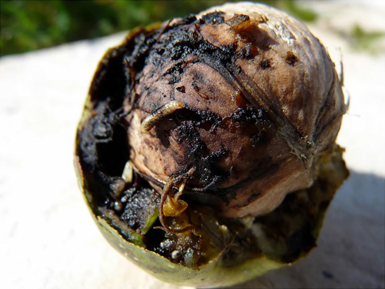 Kwizda bio vegyszerek