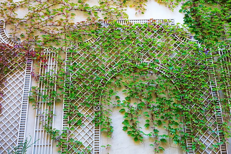 Ha futónövény mellett döntünk, olyat válasszunk, ami nem terjed agresszíven