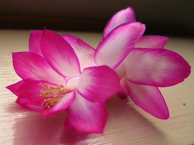 Pink színű karácsonyi kaktusz