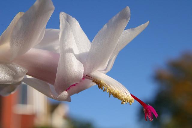 Fehér színű karácsonyi kaktusz