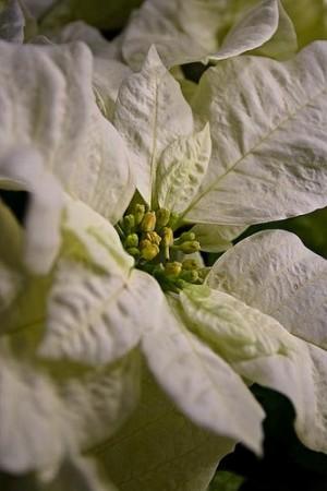 Fehér színű mikulásvirág