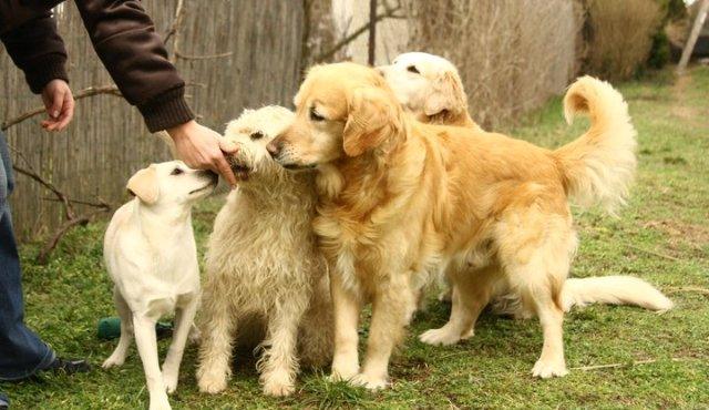 kutyák ivartalanítása