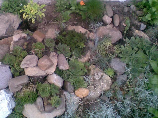 Legyen a sziklakert a kertünk dísze!