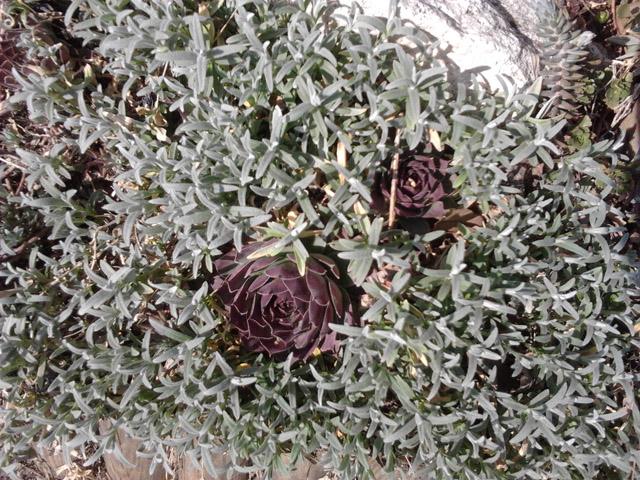 Legyen a sziklakert a kertünk dísze!