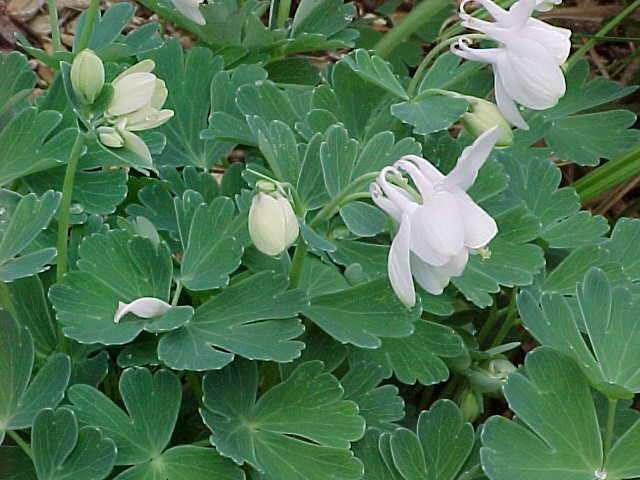 Legyen a sziklakert a kertünk dísze!