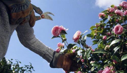 Az első tavaszi kerti munkák