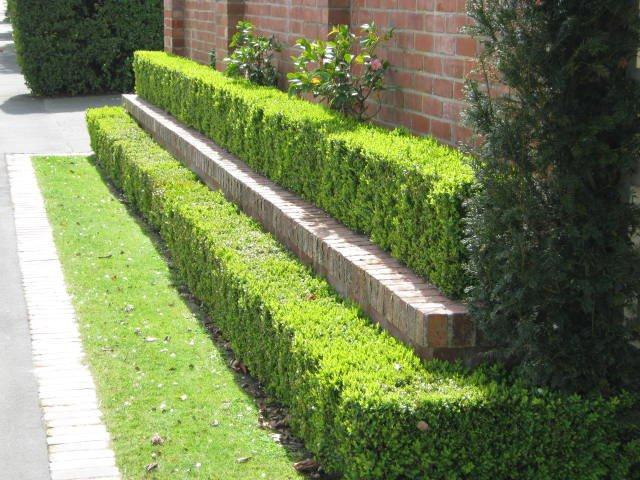 Buxus