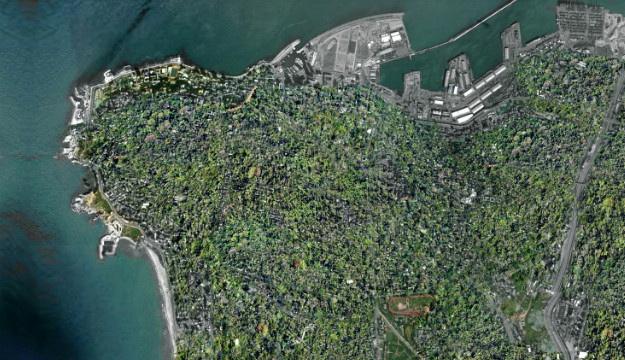 Fák a háztetőkön és a teraszokon Bejrútban